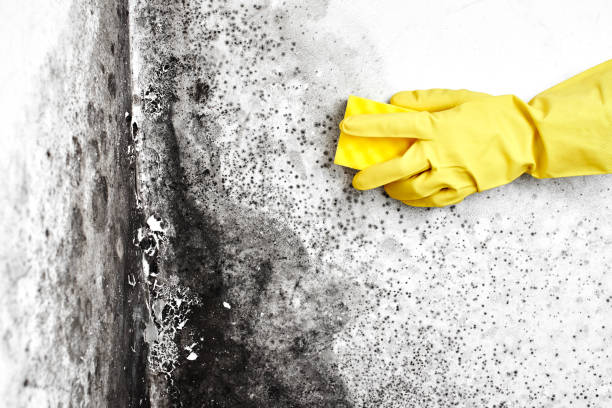 Best Mold Removal Near Me  in Rayre, MO