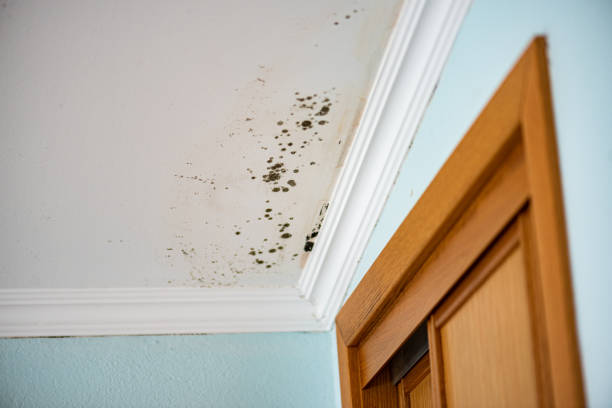 Best Mold Testing  in Rayre, MO