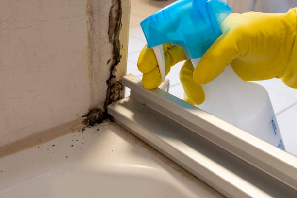 Best Mold Removal and Inspection  in Rayre, MO