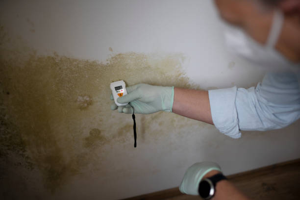 Best Best Mold Removal Companies  in Rayre, MO