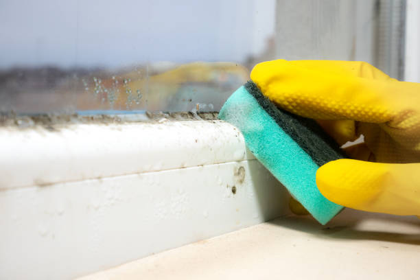Mold Removal Process in Raymore, MO