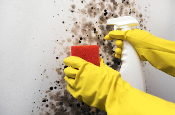 Best Black Mold Removal  in Rayre, MO