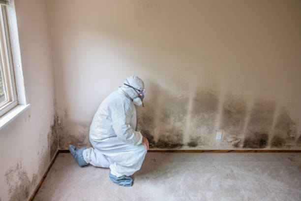 Best Local Mold Removal Service  in Rayre, MO