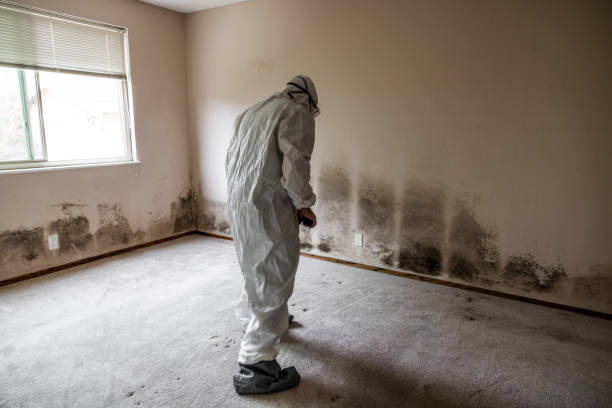 Best Certified Mold Removal  in Rayre, MO