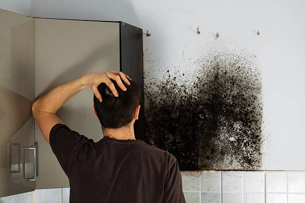 Best Certified Mold Removal  in Rayre, MO
