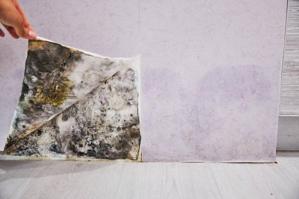 Best Home Mold Removal  in Rayre, MO
